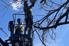 Tree Trimming by Kaius Landscaping & Construction