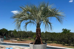 Tree Service by Kaius Landscaping and Construction - 1