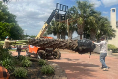 Tree Service by Kaius Landscaping and Construction - 1