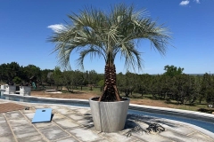 Tree-Services-by-Kaius-Landscaping-and-Construction-2