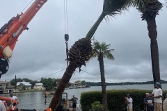 Tree-Services-by-Kaius-Landscaping-and-Construction-7