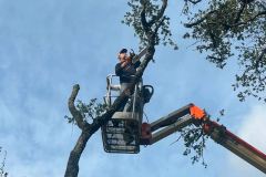 Tree Trimming by Kaius Landscaping & Construction