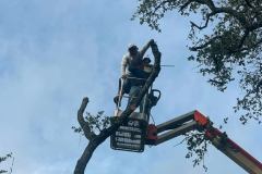 Tree Trimming by Kaius Landscaping & Construction