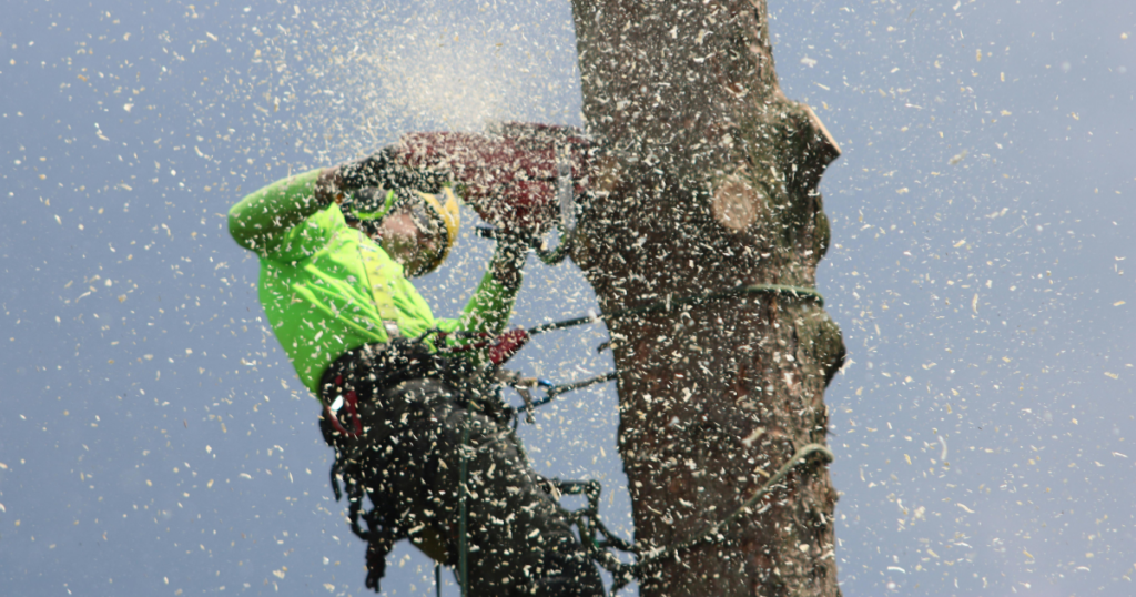 Tree Trimming by Kaius Landscaping and Construction