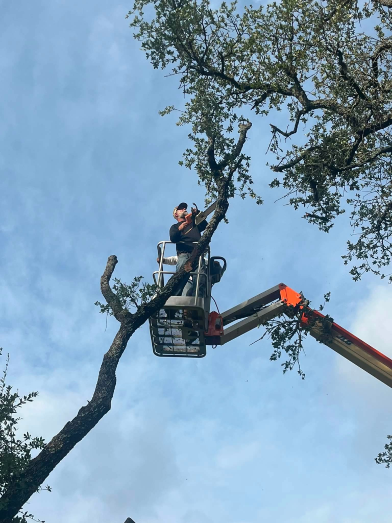 Tree Trimming by Kaius Landscaping and Construction