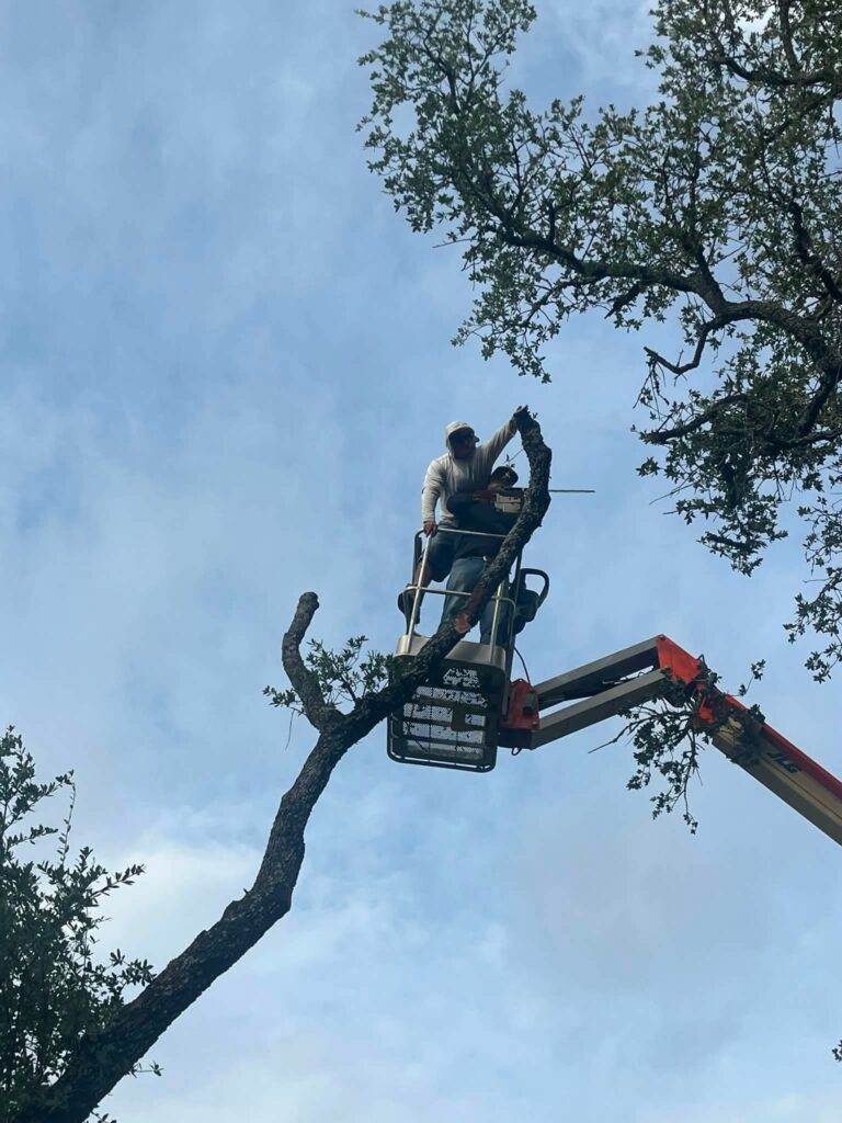 Tree Trimming by Kaius Landscaping and Construction
