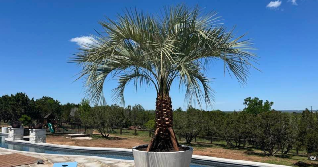 Tree Service by Kaius Landscaping and Construction